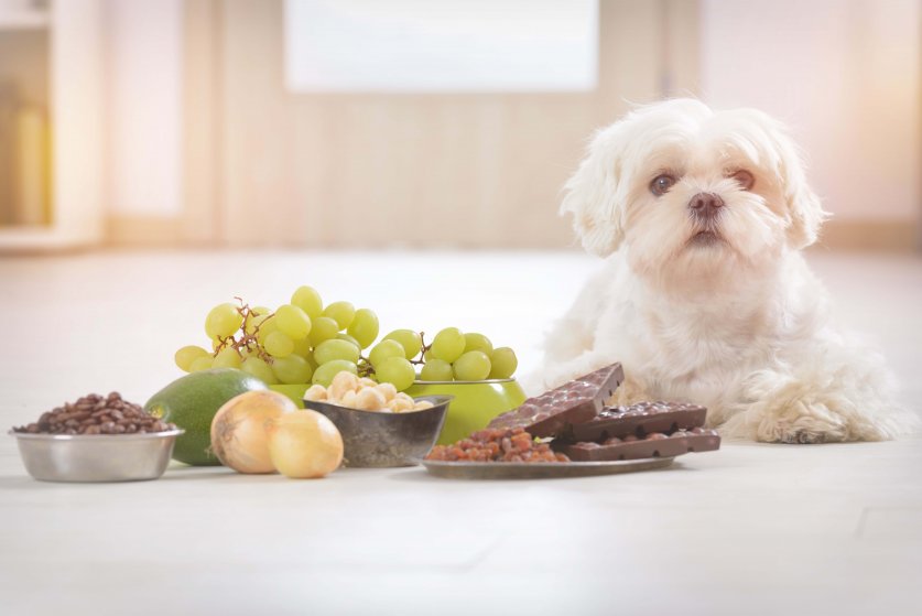 Little white maltese dog and food ingredients toxic to him