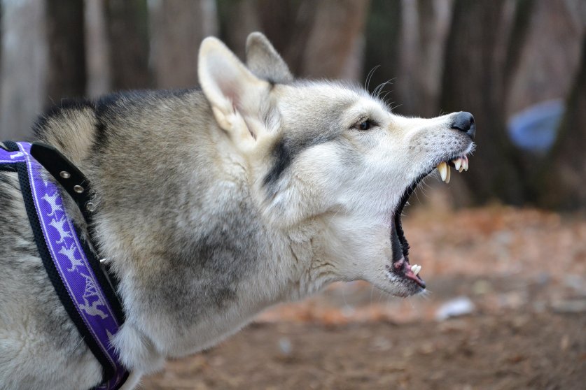 husky attacks