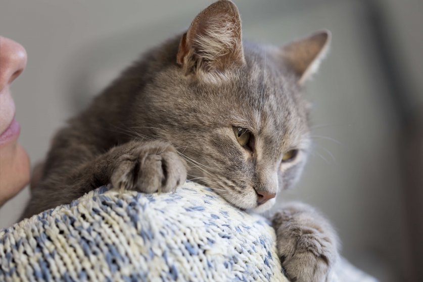 Detail of a beautiful soft tabby cat lying on its owner's shoulder and purring. Selective focus