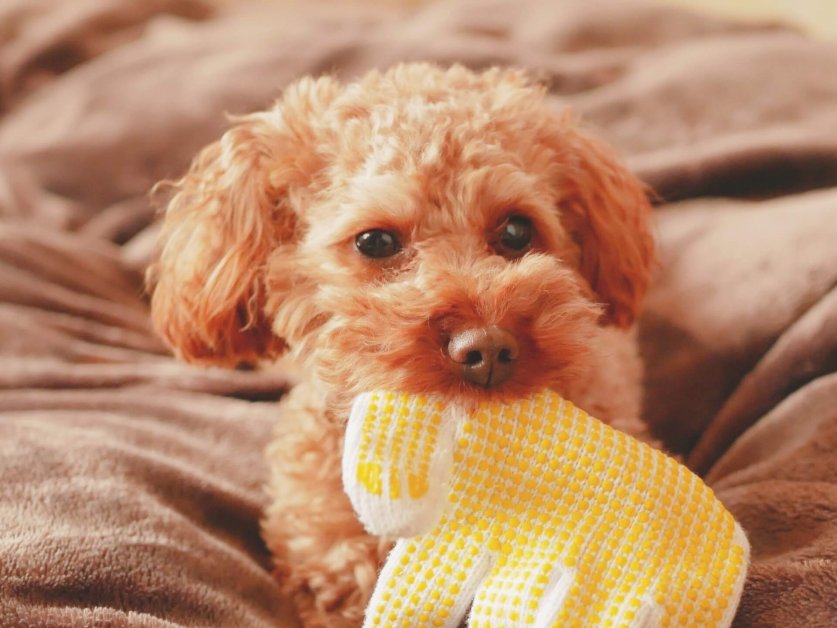 犬猫のカミカミ問題 ペットの噛み癖に関するアンケート調査 ニュース