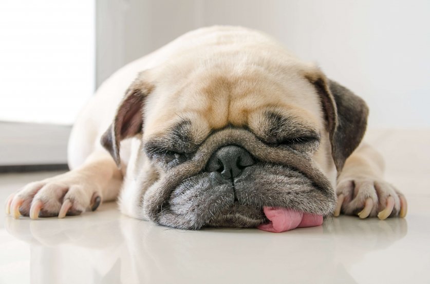 Funny Sleepy Pug Dog with gum in eyes sleep rest on floor