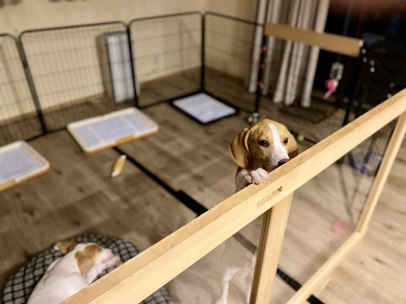 dog_cage02