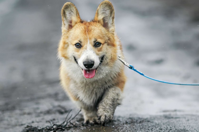 cute funny puppy Corgi walks on a leash on a dirty black wet spring off-road , staining his paws and belly in the rain