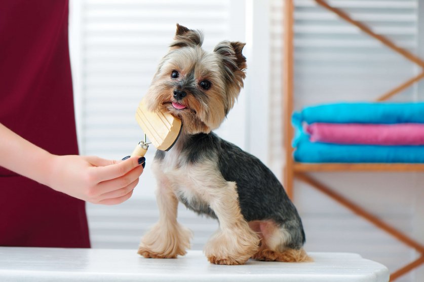 Little yorkshire terrier dog getting combed out