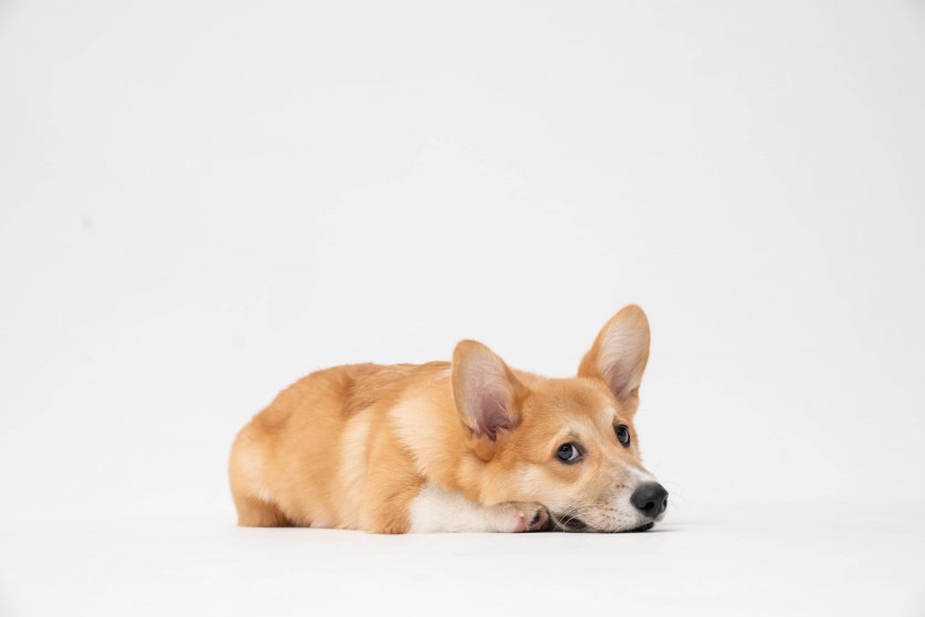 fatty-corgi-Zn5chZcnFRA-unsplash