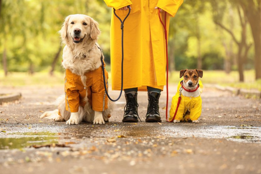 Funny dogs and owner in raincoats walking outdoors