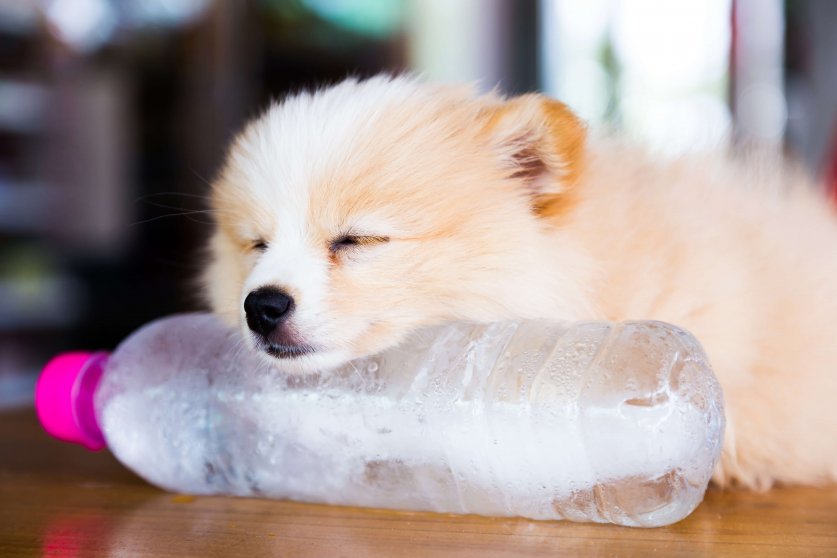 Brown Pomeranian dog sleeping on the frozen water bottle.