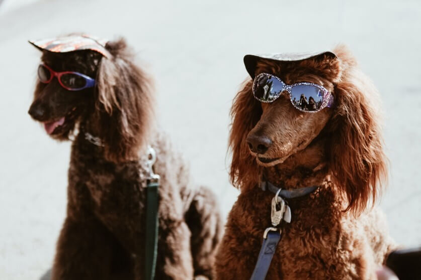 glasses_dogs
