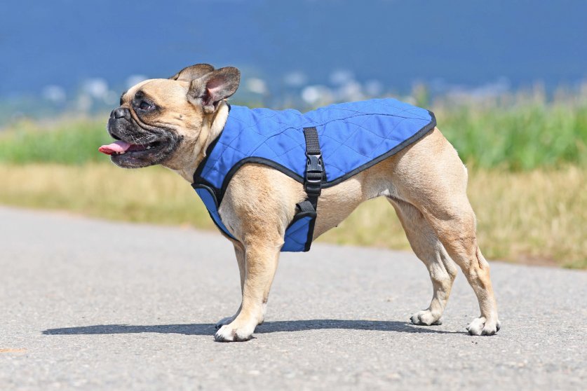 Panting French Bulldog dog wearing cooling vest harness to lower body temperature on hot summer day