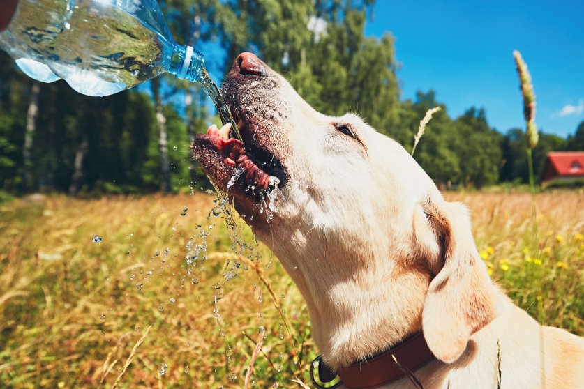 Summer day with dog in nature. Thirsty yellow labrador retriever drinking water from the plastic bottle