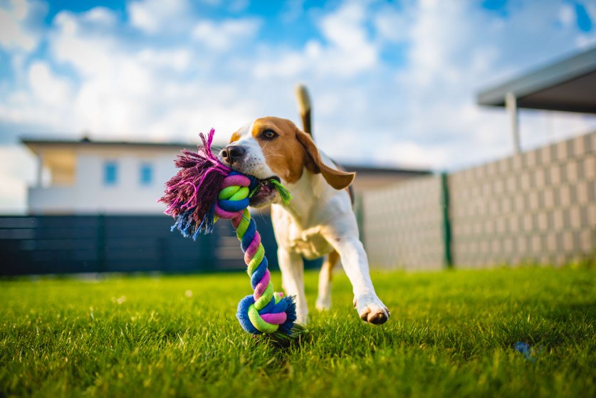 Beagle dog fun in garden outdoors run and jump with ball towards camera. Dog background.