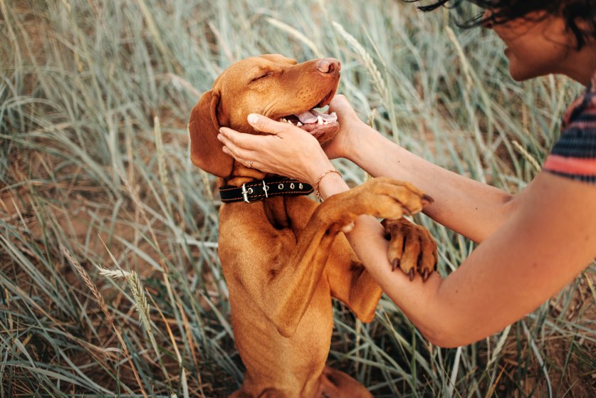 happy vizsla dog portrait with owner petting him