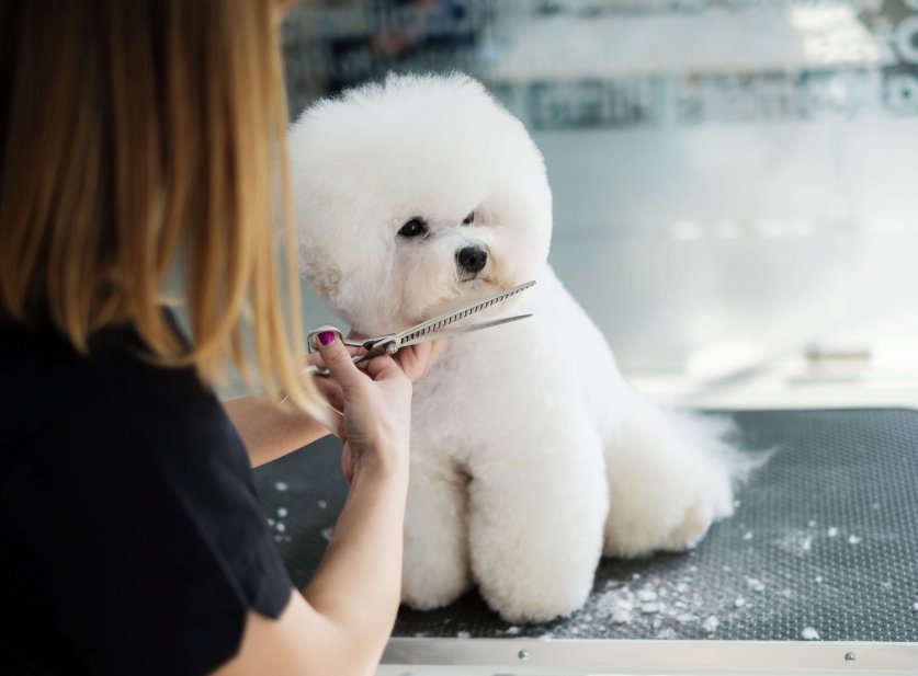 Bichon Fries at a dog grooming salon.