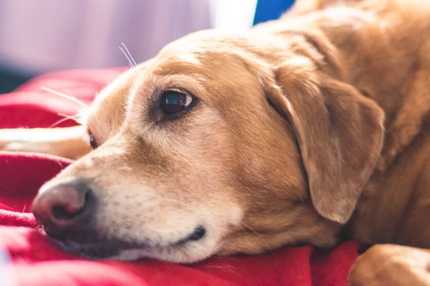 シニア犬 837×558