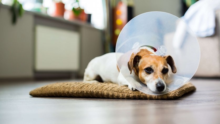 Small dog Jack Russell terrier with vet Elizabethan collar