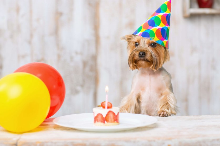 Terrier and cake. Little Yorkshire terrier is leaning on the table with balloons and piece of birthday cake.