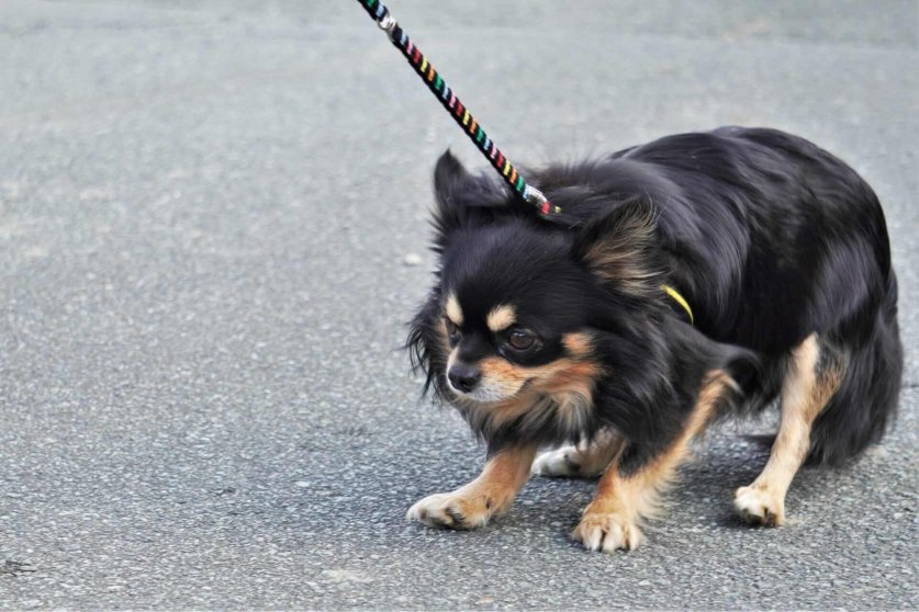 dislike_walking01