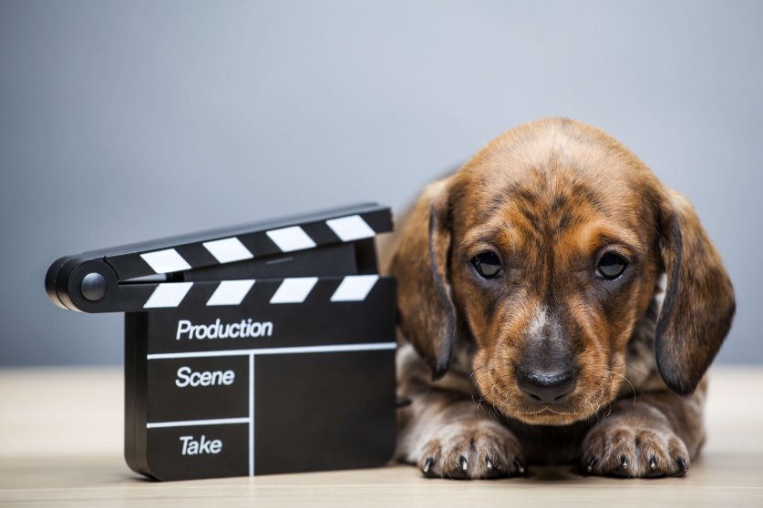 puppy portrait clapper board table