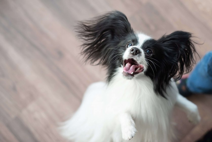 The papillon dog plays and jumps. Top view.