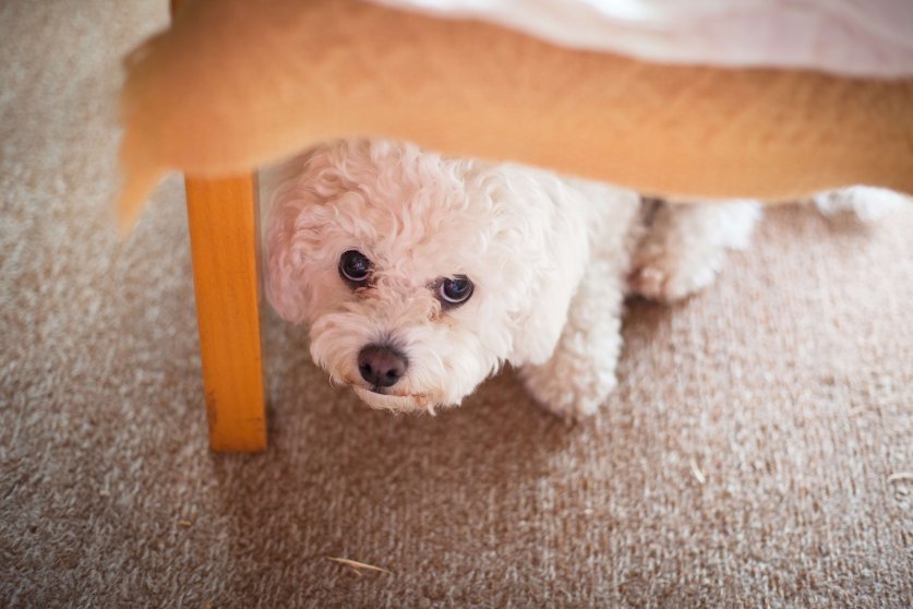 Cute white maltese dog hiding under sofa,  fearful and frightened