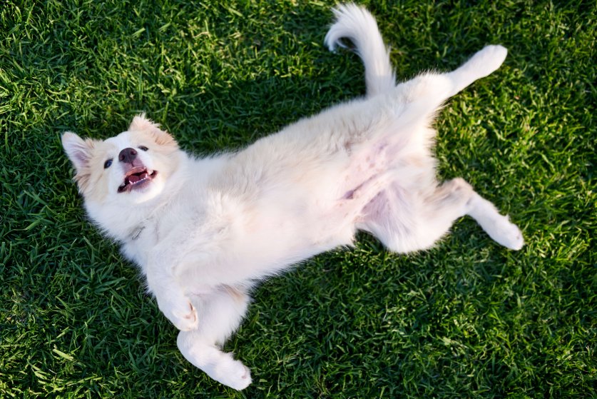 Overhead view of puppy dog on green grass, rolling on back belly up in submissive pose