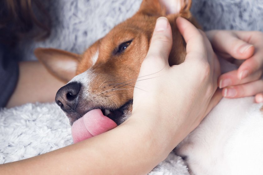 A girl holding a dog's head, close up. Dog licks girl's hand.