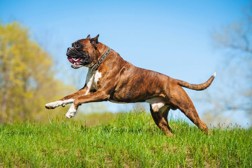 Happy boxer dog running