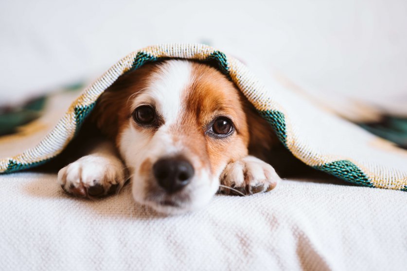 室内 室外の寒さ対策 冬に弱いワンちゃんの特徴や犬種とは