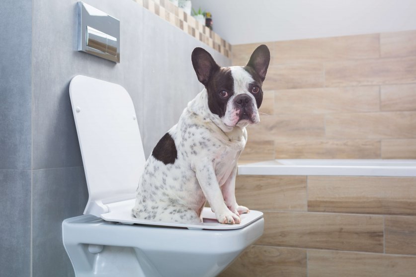 French bulldog sitting on a toilet seat in bathroom