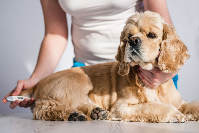 Checking of sick dog pet temperature rectally indoors