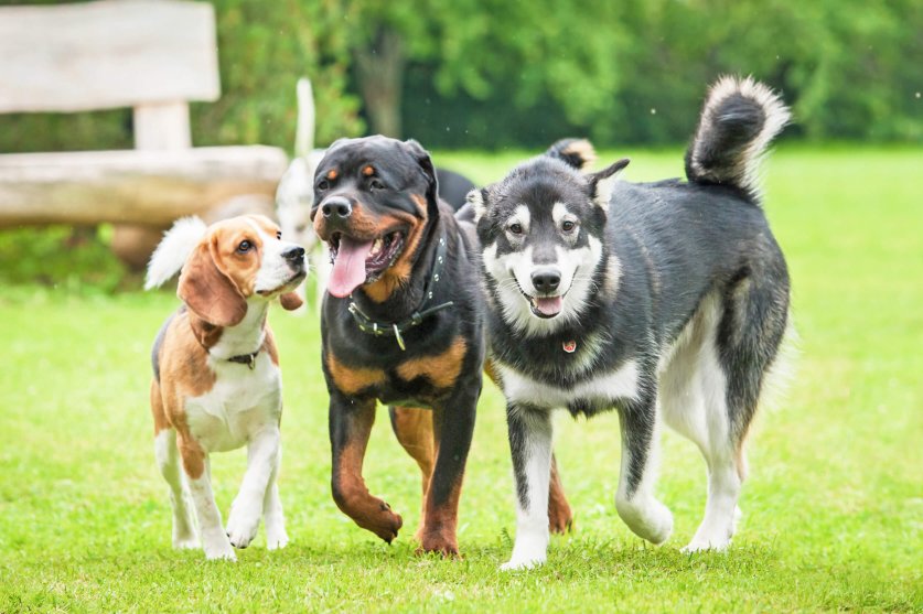 Three dogs running in the yard