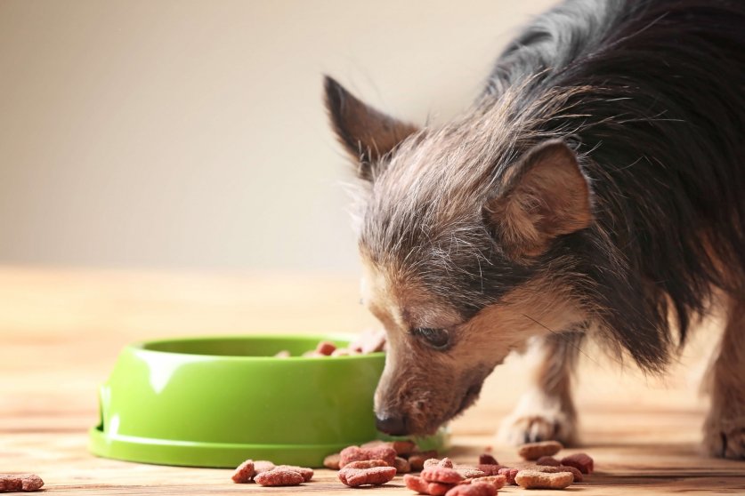 Cute little pet and bowl with dog food on wooden background