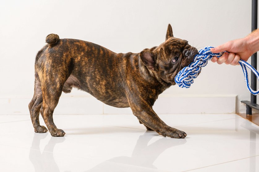 french bulldog dog pulling and playing with a toy that a person'