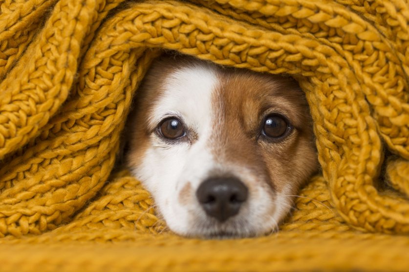 portrait of a cute young small dog looking at the camera with a yellow scarf covering him. White background. cold concept