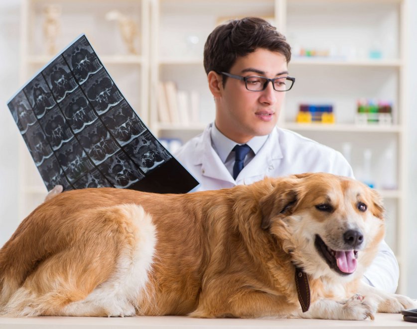 The doctor examining golden retriever dog in vet clinic