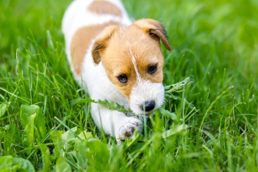 ワンちゃんが草を食べたがるのはなぜ 注意点と対処法を解説