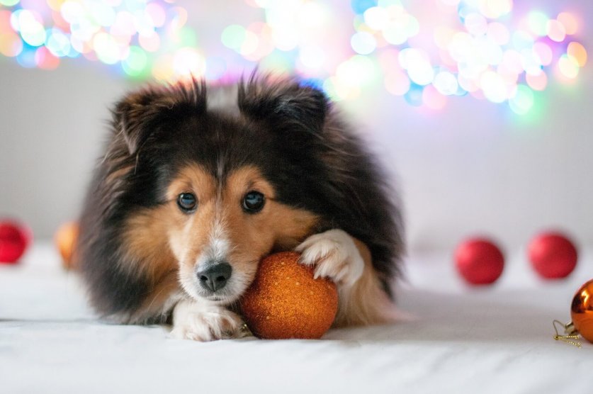 dog-christmas