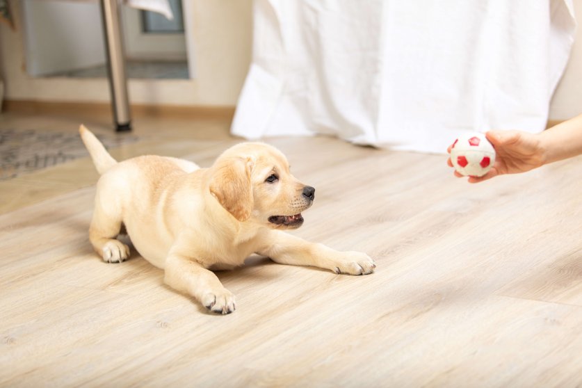 Dog playing in game with man close up. Labrador puppy plays with its owner.