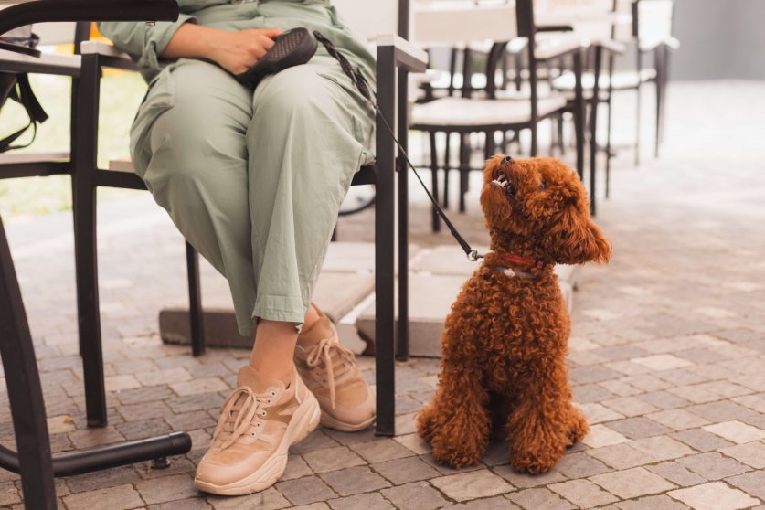 Cute toy poodle puppy leashed, sitting on ground near female owner at pet friendly cafe. Unrecognizable woman drinking coffe at cafe, dog sitting near.