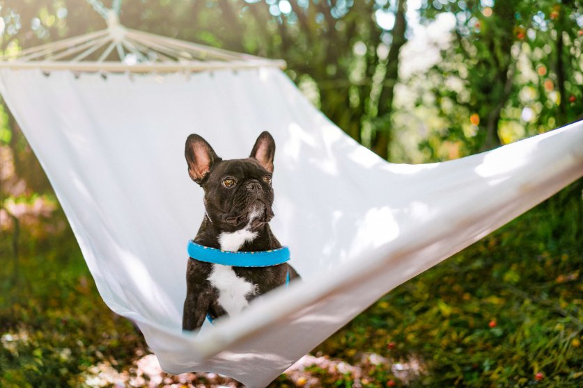 French bulldog dog in a hammock