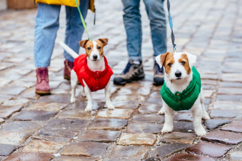 Cropped image of a legs of friendly couple walking with leashes Jack Russel terrier dogs together on the city street.
