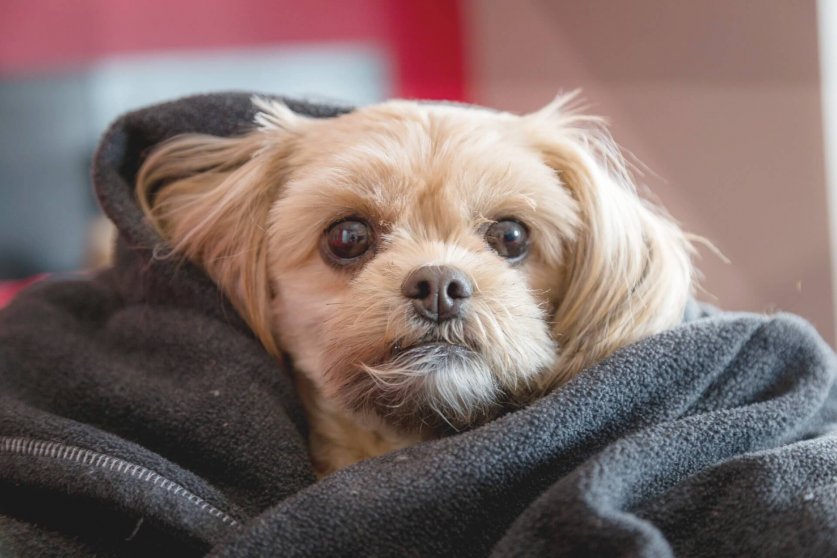 dog-portrait