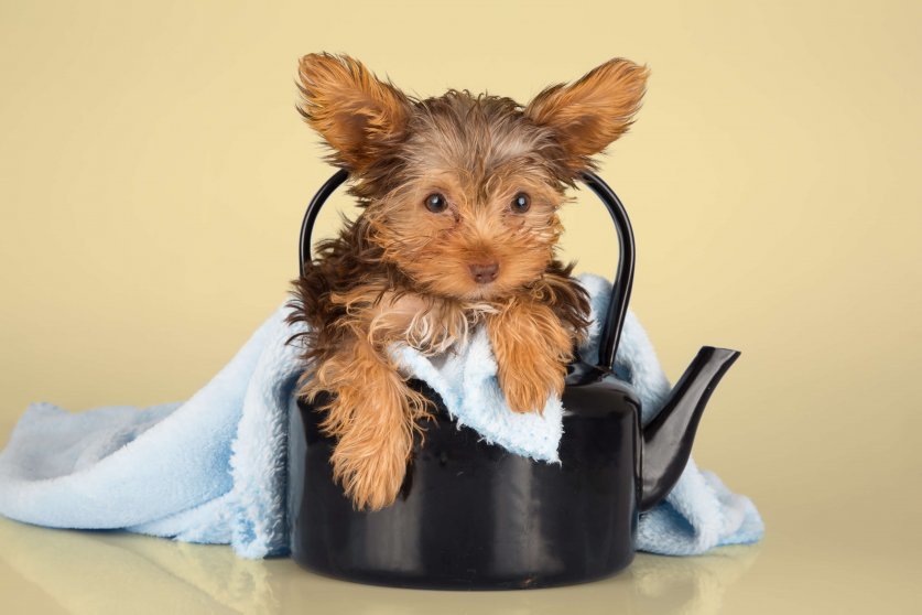 Small cute little Yorkshire terrier sitting in a black kettle