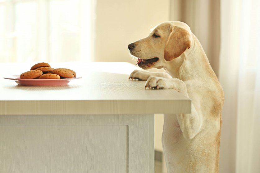 Cute Labrador dog and cookies against wooden table on unfocused background