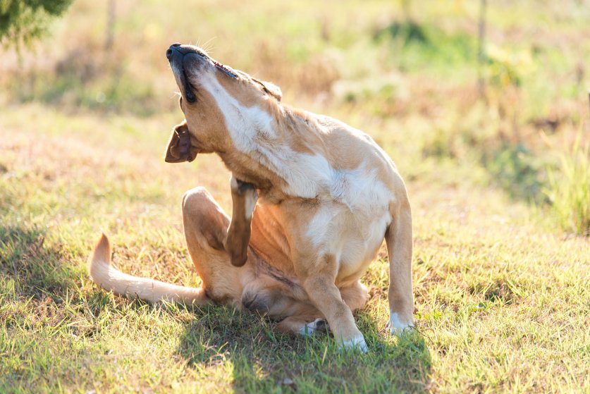 Labrador dog scratching in the garden a sunny day