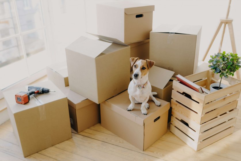 Top view of domestic animal dog poses on cardboard boxes with personal stuff, poses in flat where repairing is, drill and wooden box with indoor plant and book near, big window in background