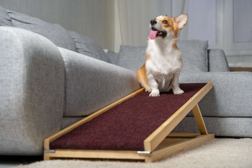 A funny welsh corgi pembroke dog, sits on a home ramp. Safe of back health in a small dog.