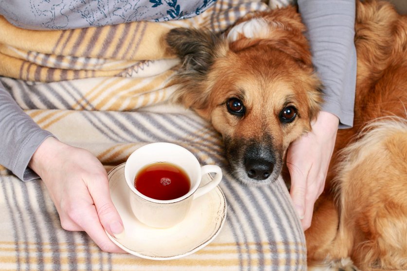 Woman sitting on the sofa with her lovely dog and cup of tea. relax time