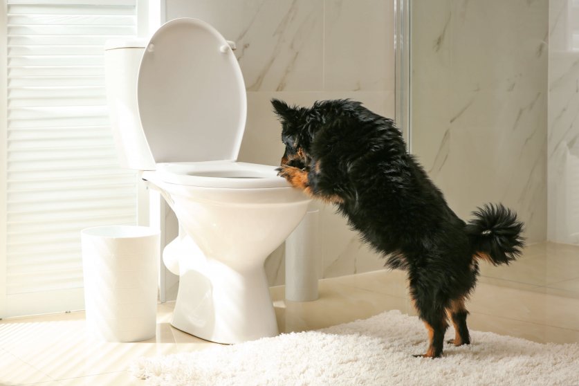 Cute dog looking into toilet bowl in modern bathroom