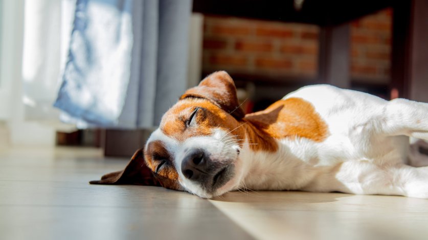 Young jack russell terrier dog sleeping on a floor